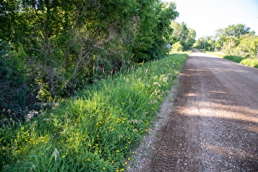 Green vegetation growing by a gravel road